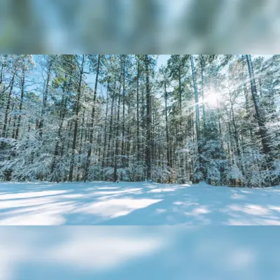 Tall Snowy Trees with Sunbeam Photograph Printed Outdoor PVC Banner 2.4m x 4m